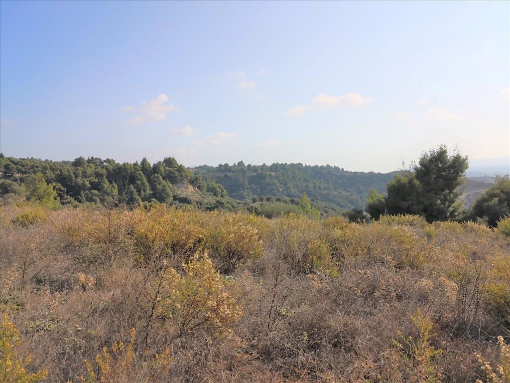 Οικόπεδο 5.000 τ.μ. προς πώληση, Νικήτη