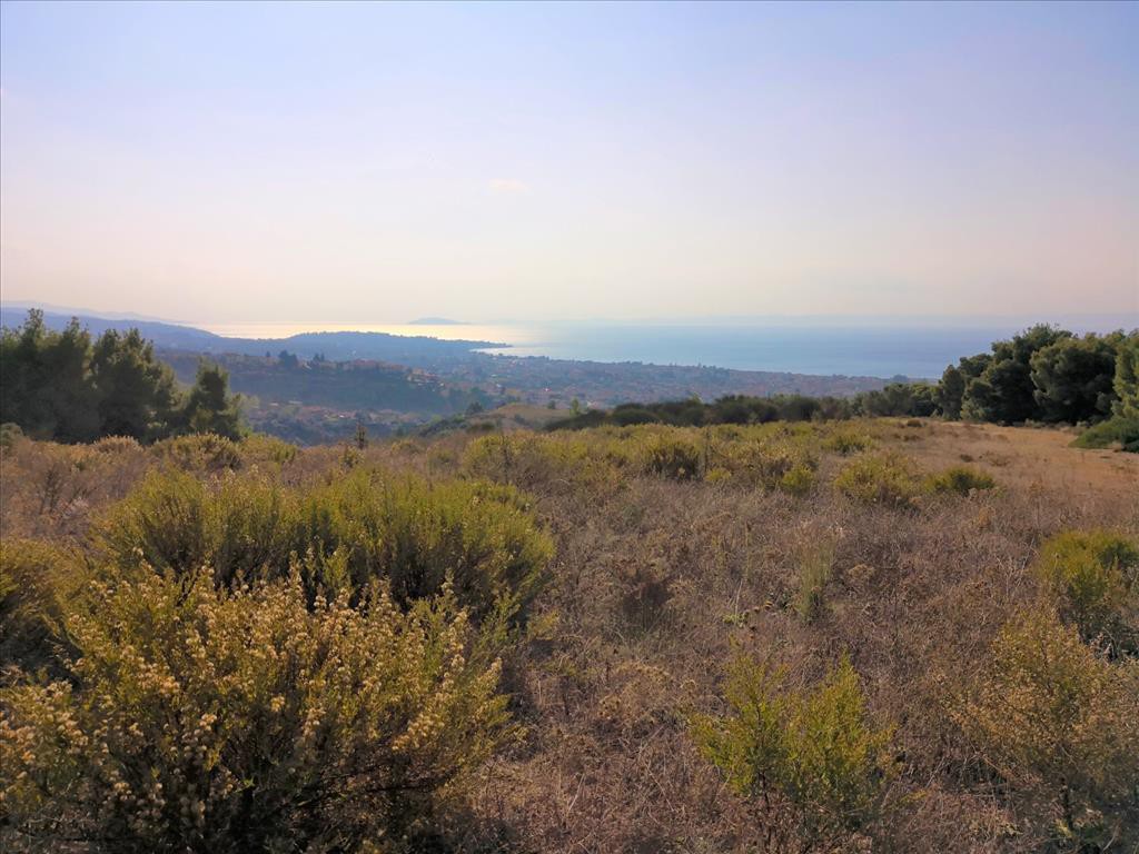 Οικόπεδο 5.000 τ.μ. προς πώληση, Νικήτη