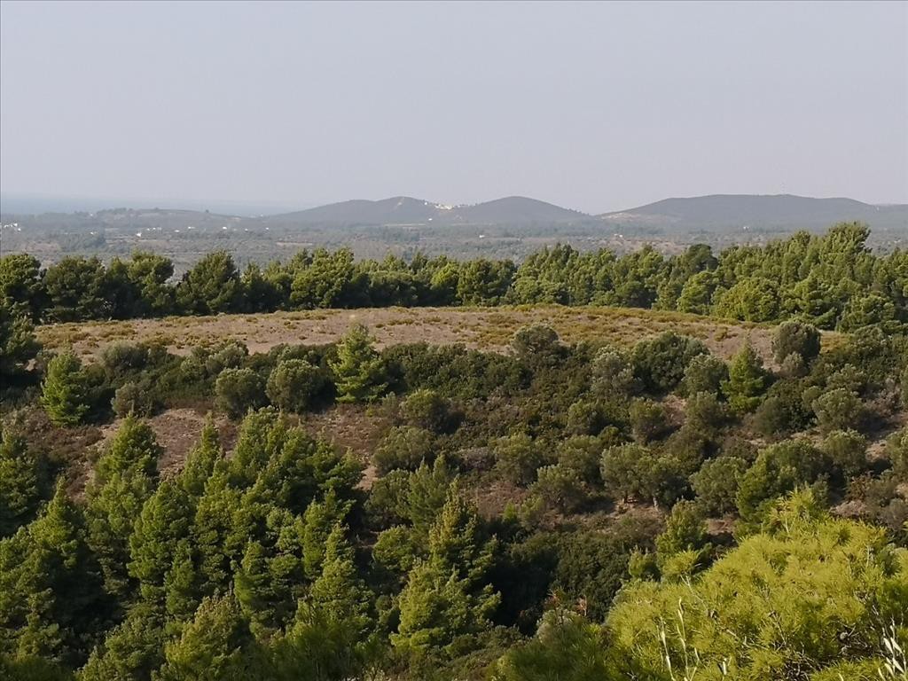 Οικόπεδο 5.000 τ.μ. προς πώληση, Νικήτη