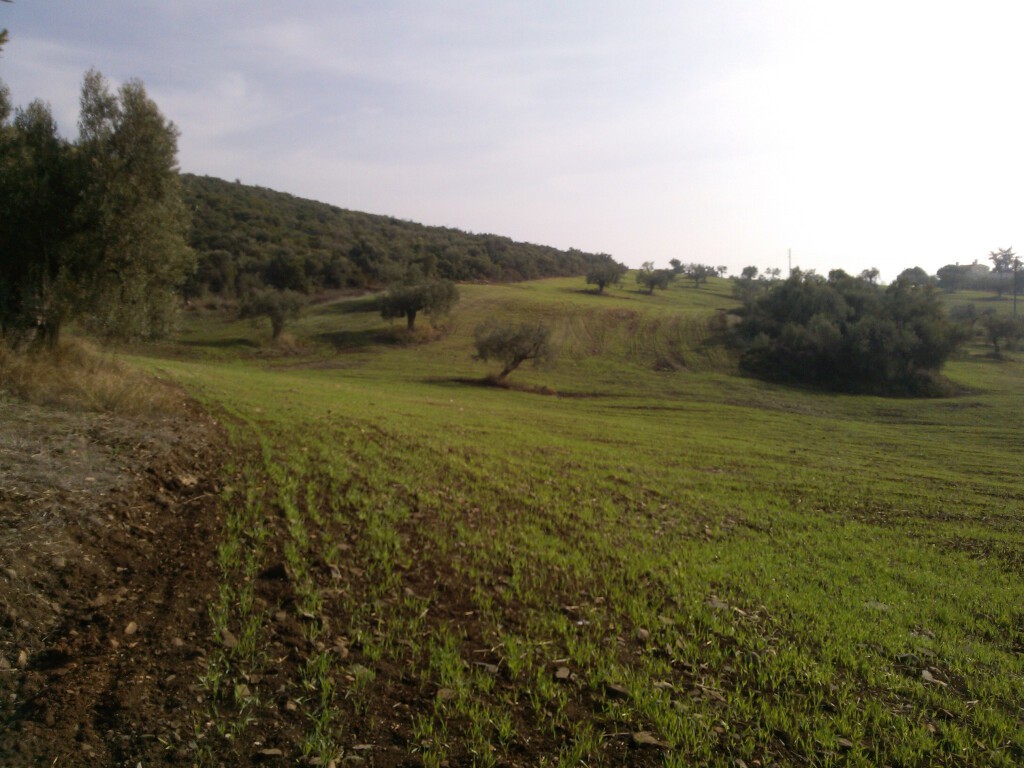 Οικόπεδο 45.000 τ.μ. προς πώληση, Βατοπέδι