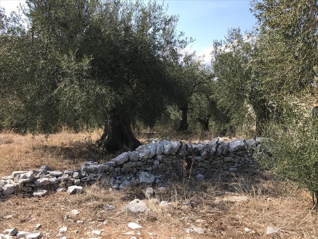 Οικόπεδο 6.000 τ.μ. προς πώληση, Θινάλιο