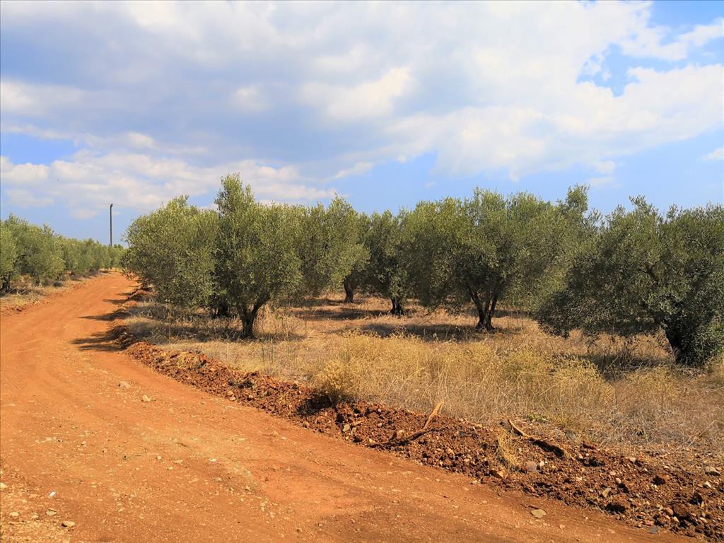Οικόπεδο 15.120 τ.μ. προς πώληση, Μεταμόρφωση Ορμύλιας
