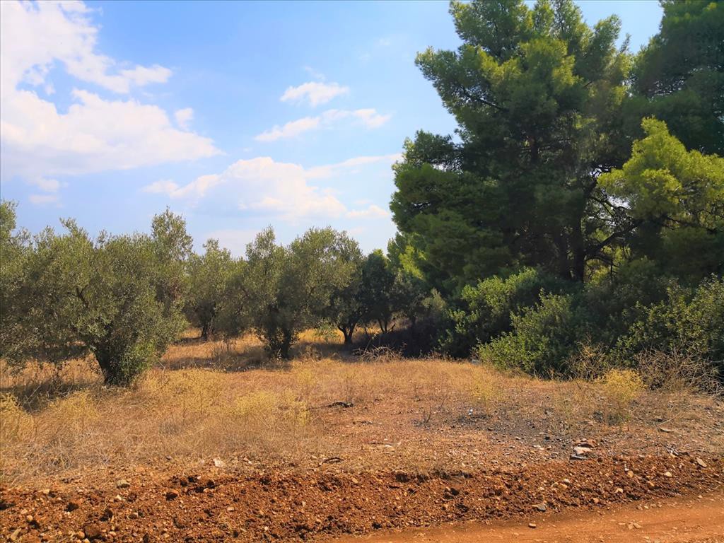 Οικόπεδο 15.120 τ.μ. προς πώληση, Μεταμόρφωση Ορμύλιας