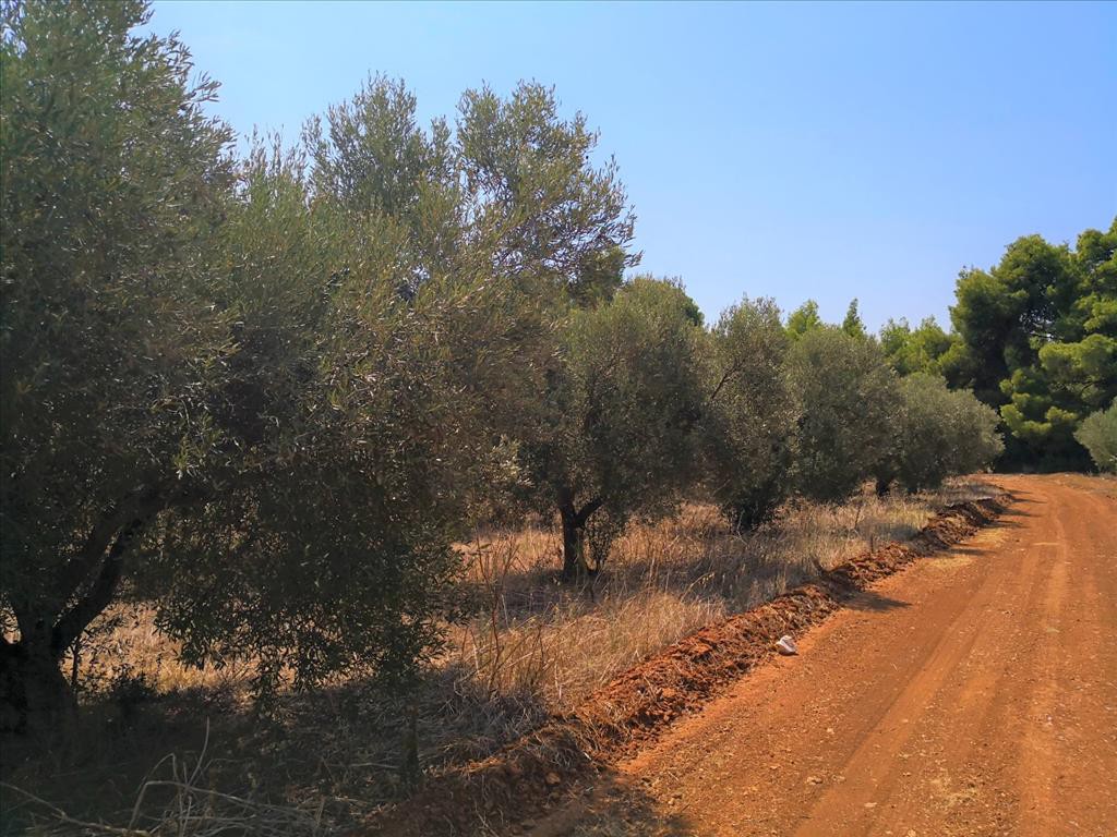 Οικόπεδο 15.120 τ.μ. προς πώληση, Μεταμόρφωση Ορμύλιας