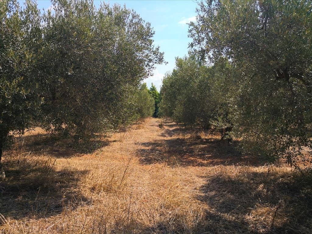 Οικόπεδο 15.120 τ.μ. προς πώληση, Μεταμόρφωση Ορμύλιας