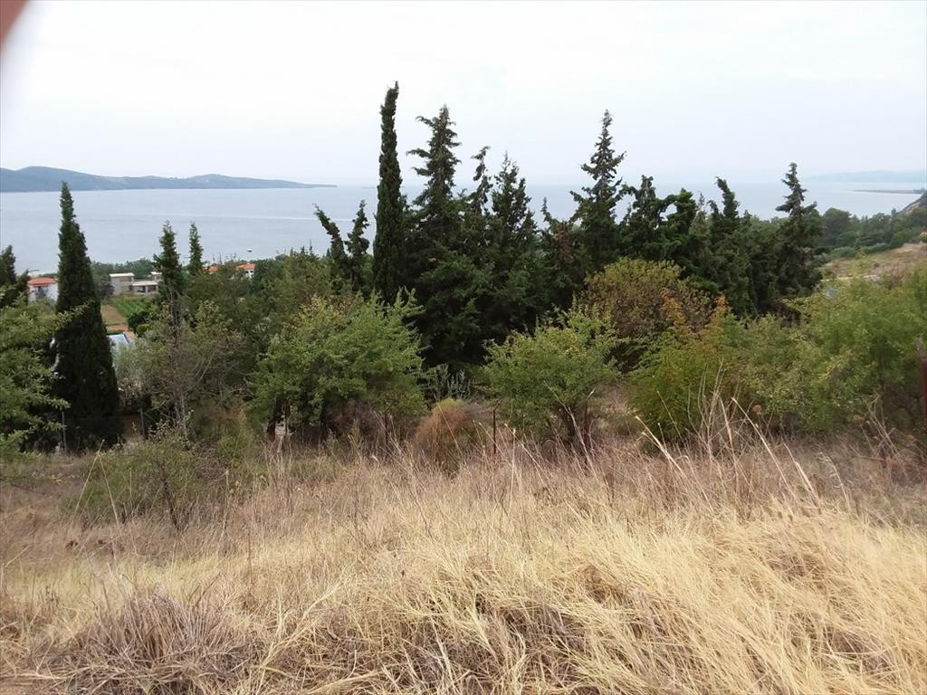 Οικόπεδο 13.000 τ.μ. προς πώληση, Τρυπητή Χαλκιδικής