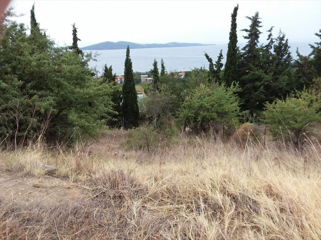 Οικόπεδο 13.000 τ.μ. προς πώληση, Τρυπητή Χαλκιδικής