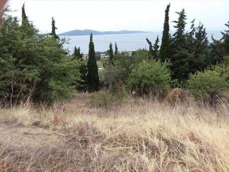 Οικόπεδο 13.000 τ.μ. προς πώληση