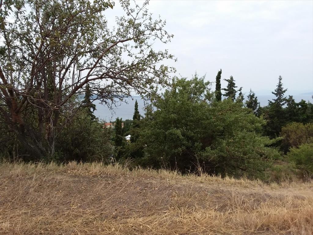 Οικόπεδο 13.000 τ.μ. προς πώληση, Τρυπητή Χαλκιδικής