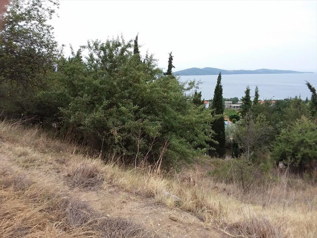 Οικόπεδο 13.000 τ.μ. προς πώληση, Τρυπητή Χαλκιδικής