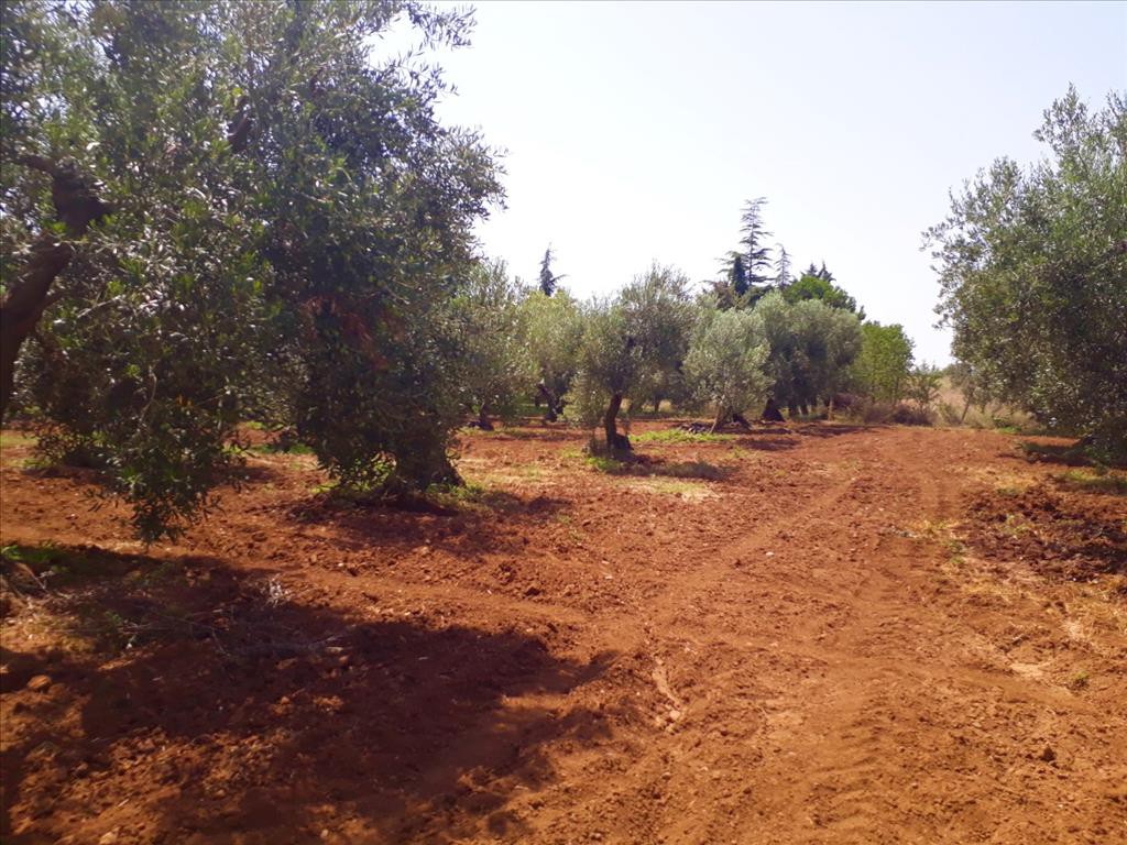 Οικόπεδο 6.400 τ.μ. προς πώληση, Καλύβες Πολυγύρου