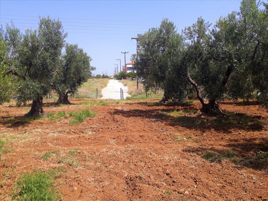 Οικόπεδο 6.400 τ.μ. προς πώληση, Καλύβες Πολυγύρου