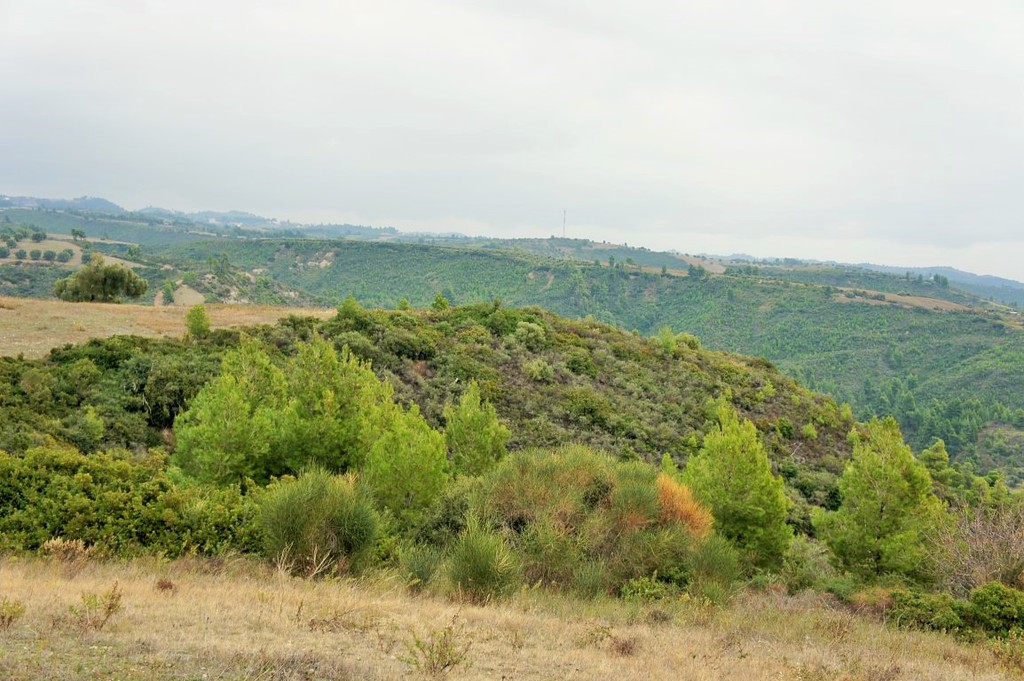 Οικόπεδο 55.000 τ.μ. προς πώληση, Νέα Σκιώνη