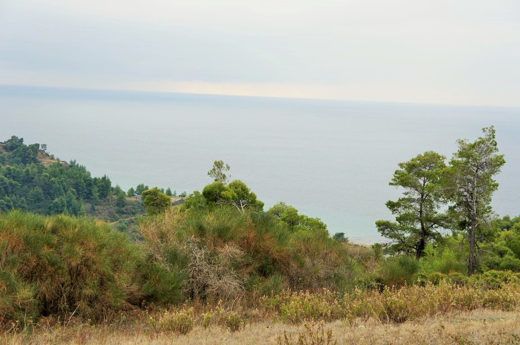 Οικόπεδο 55.000 τ.μ. προς πώληση, Νέα Σκιώνη