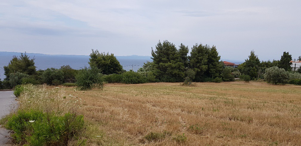Οικόπεδο 9.500 τ.μ. προς πώληση, Άφυτος