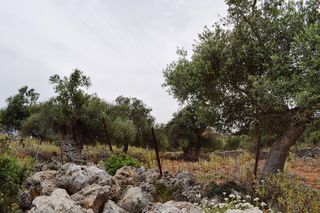 Οικόπεδο 4.000 τ.μ. για πώληση, Ν. Ρεθύμνου, Ρέθυμνο-thumb-4