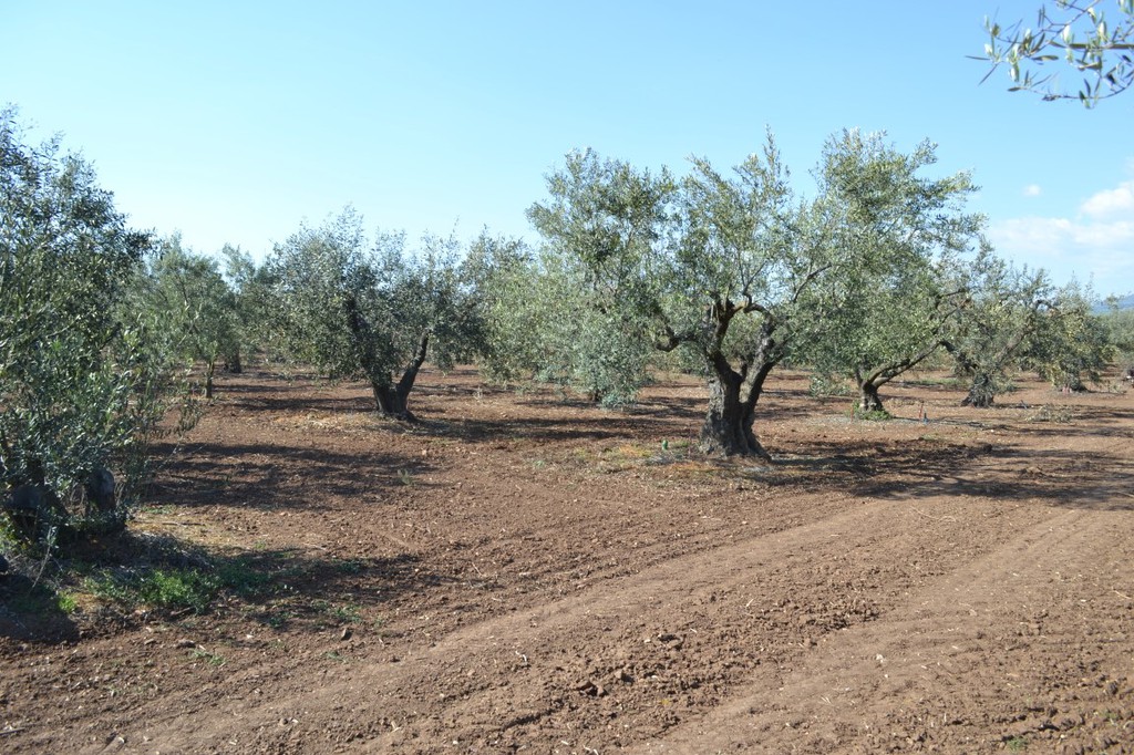 Οικόπεδο 5.000 τ.μ. προς πώληση, Σωζόπολη