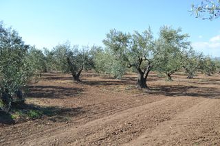 Οικόπεδο 5.000 τ.μ. προς πώληση