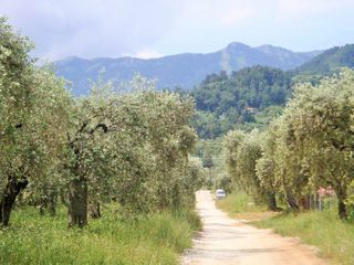 Οικόπεδο 1.000 τ.μ. για πώληση, Ν. Καβάλας, Θάσος-thumb-1