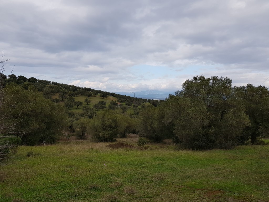 Οικόπεδο 13.289 τ.μ. προς πώληση, Παλιούρι Παλλήνης