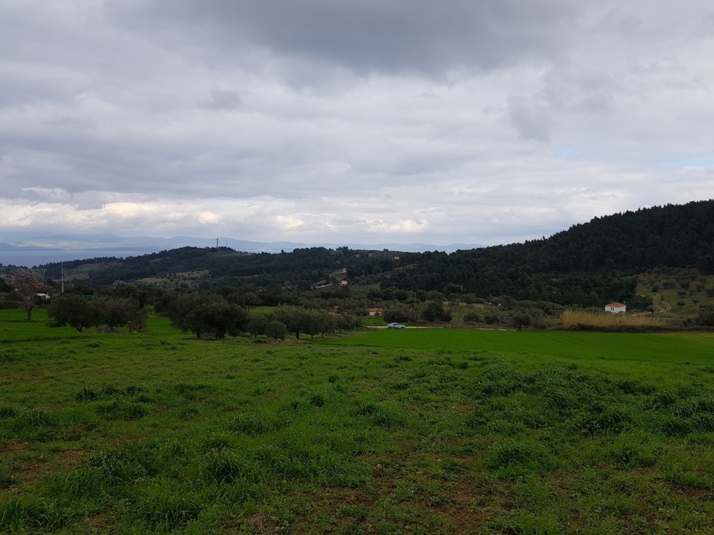 Οικόπεδο 5.000 τ.μ. προς πώληση, Παλιούρι Παλλήνης
