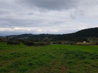 Οικόπεδο 5.000 τ.μ. προς πώληση