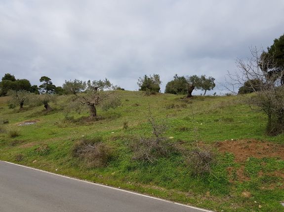 Οικόπεδο 6.000 τ.μ. για πώληση, Χαλκιδική, Παλλήνη