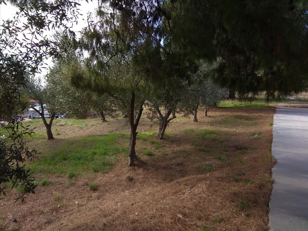 Οικόπεδο 900 τ.μ. προς πώληση, Ψακούδια