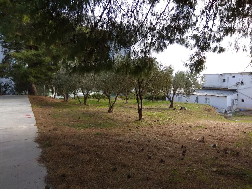 Οικόπεδο 900 τ.μ. προς πώληση, Ψακούδια