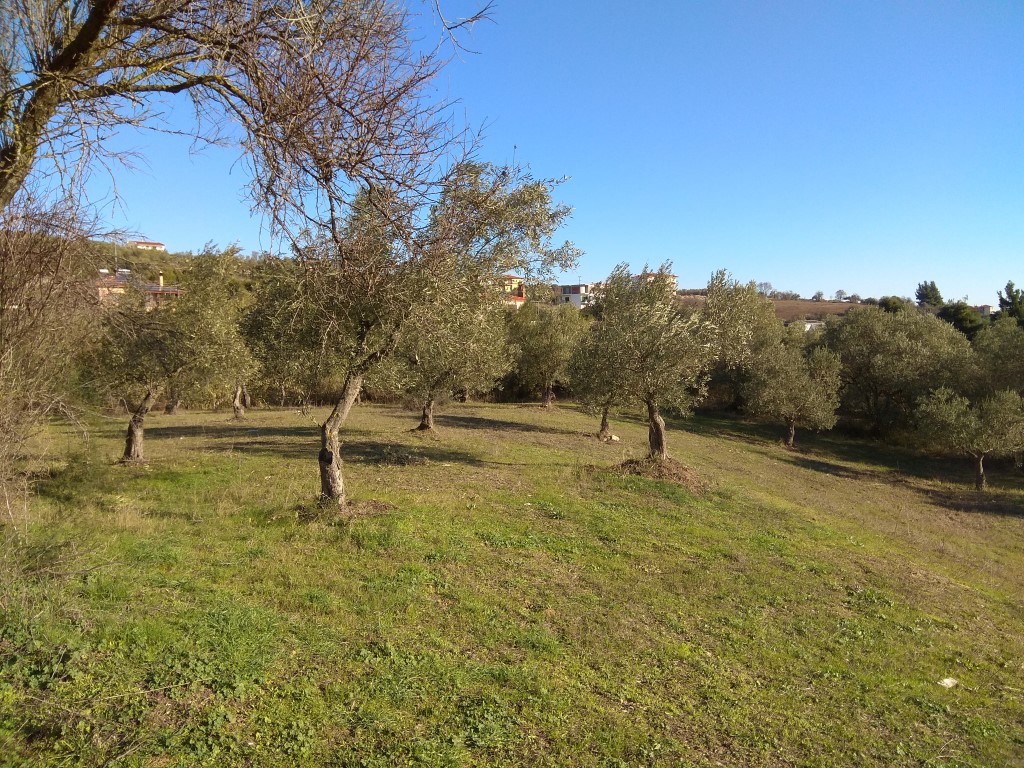 Οικόπεδο 4.646 τ.μ. προς πώληση, Άγιος Νικόλαος Σιθωνίας