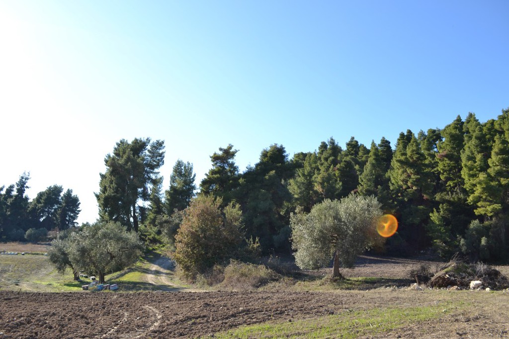 Οικόπεδο 11.738 τ.μ. προς πώληση, Κρυοπηγή Κασσάνδρας