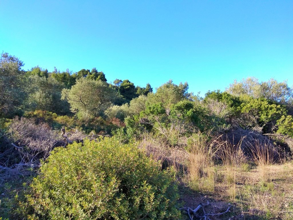 Οικόπεδο 36.000 τ.μ. προς πώληση, Κέντρο Σιθωνίας