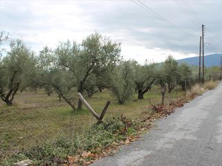 Οικόπεδο 4.000 τ.μ. για πώληση