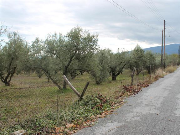 Οικόπεδο 4.000 τ.μ. πρός πώληση