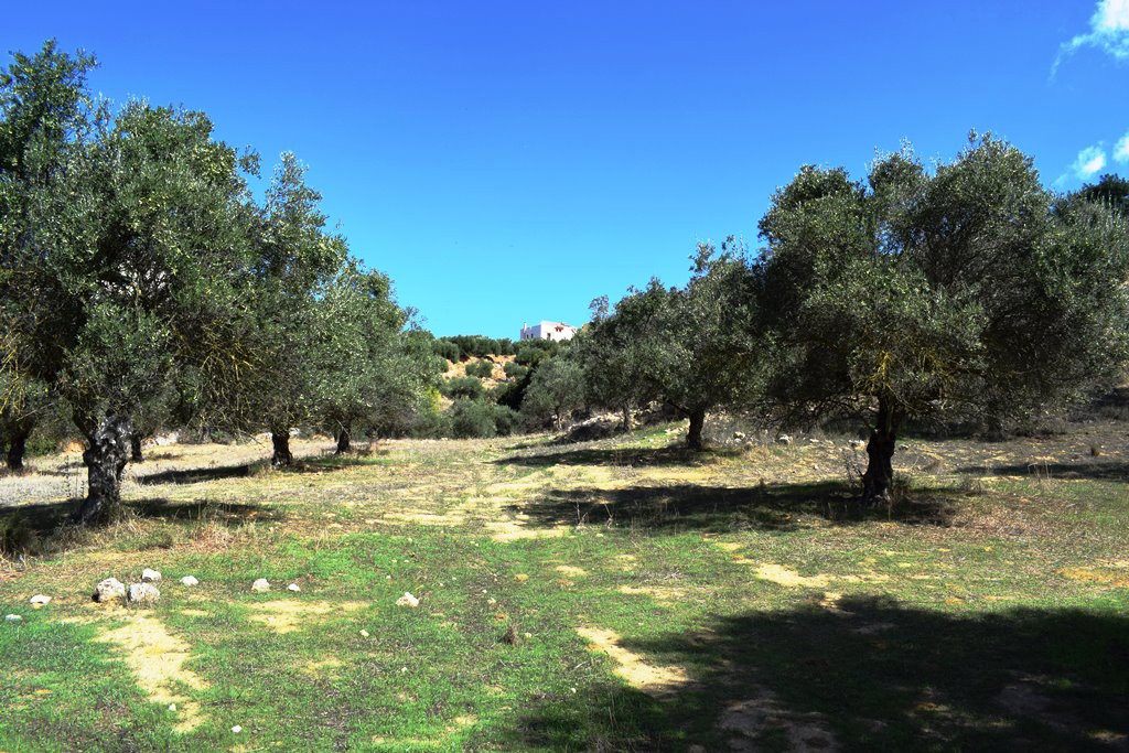 Οικόπεδο 9.848 τ.μ. προς πώληση, Λενταριανά