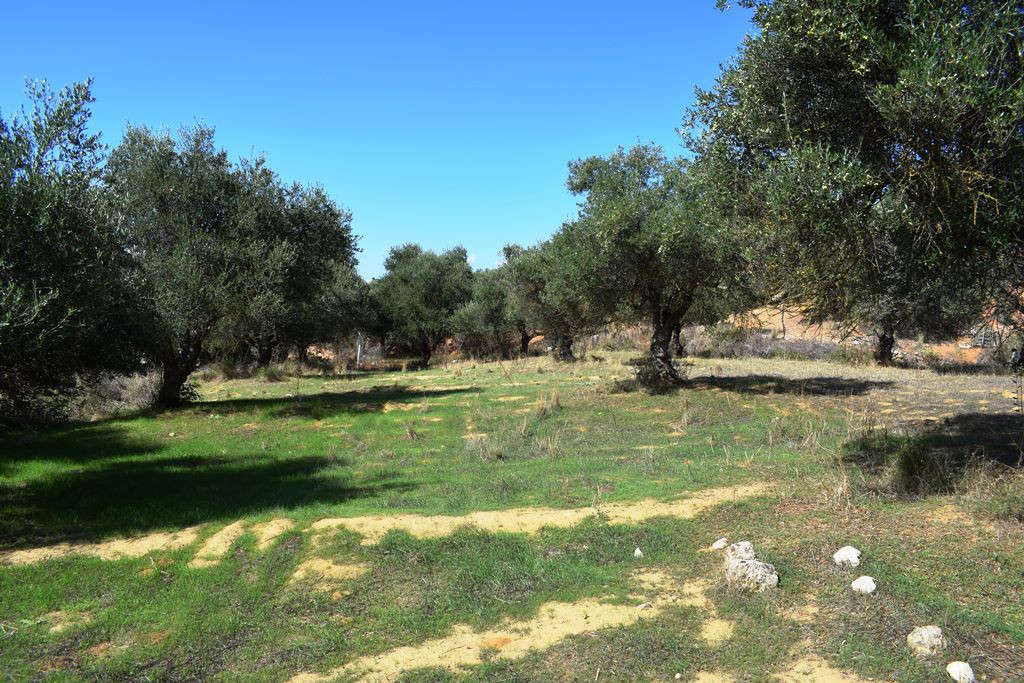 Οικόπεδο 9.848 τ.μ. προς πώληση, Λενταριανά