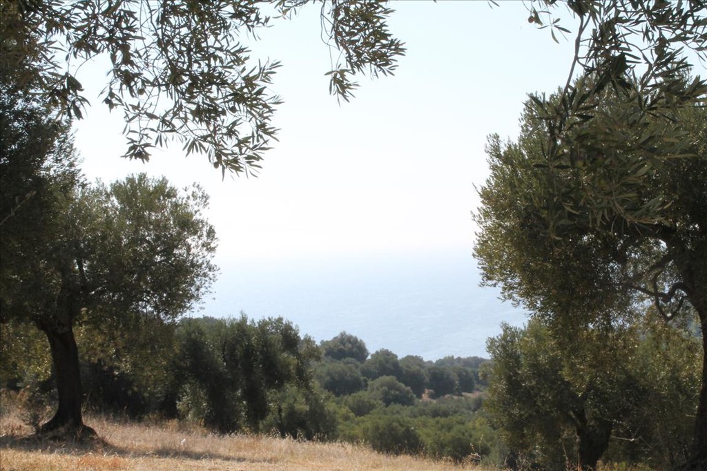 Οικόπεδο 20.000 τ.μ. προς πώληση, Παλιούρι Παλλήνης
