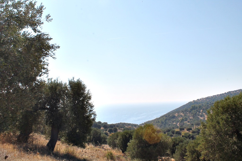 Οικόπεδο 20.000 τ.μ. προς πώληση, Παλιούρι Παλλήνης
