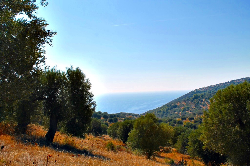 Οικόπεδο 20.000 τ.μ. προς πώληση, Παλιούρι Παλλήνης