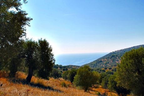Οικόπεδο 20.000 τ.μ. προς πώληση