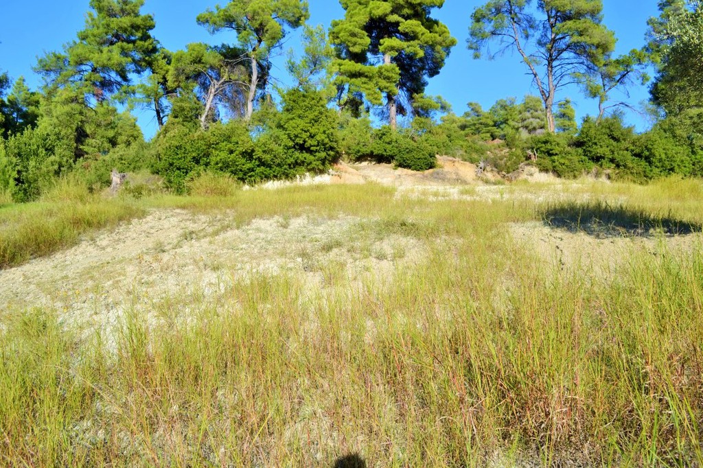 Οικόπεδο 5.230 τ.μ. προς πώληση, Σίβηρη