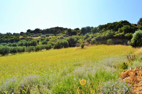 Οικόπεδο 4.000 τ.μ. προς πώληση