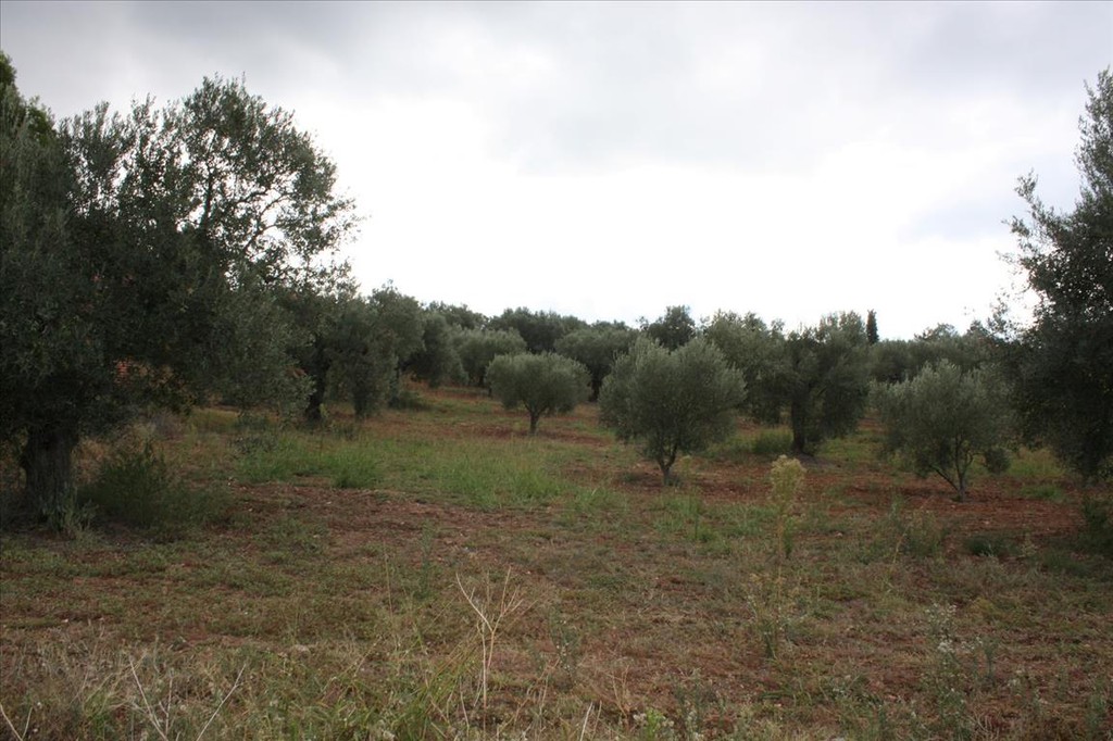 Οικόπεδο 10.800 τ.μ. προς πώληση, Νικήτη