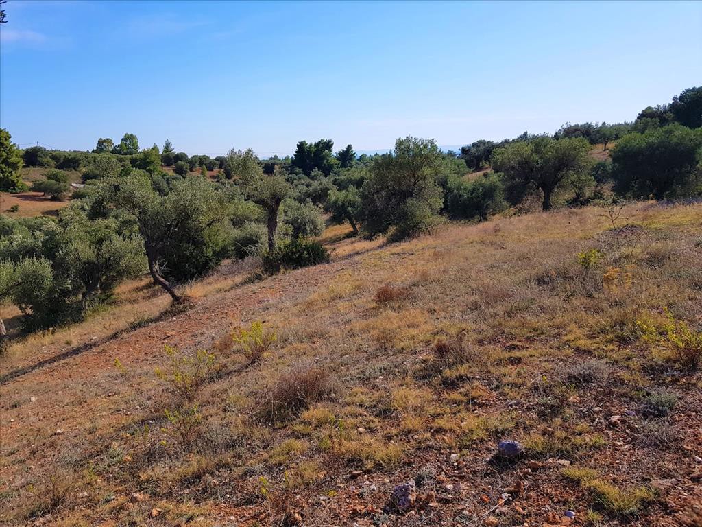 Οικόπεδο 25.000 τ.μ. προς πώληση, Μεταμόρφωση Ορμύλιας