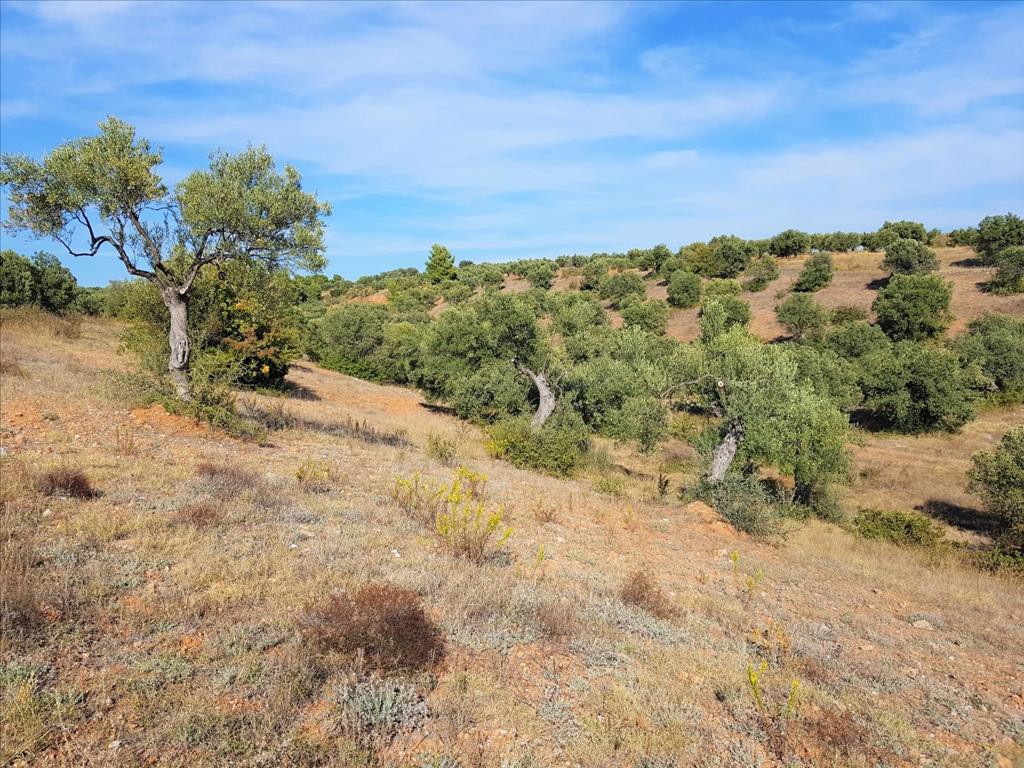 Οικόπεδο 25.000 τ.μ. προς πώληση, Μεταμόρφωση Ορμύλιας