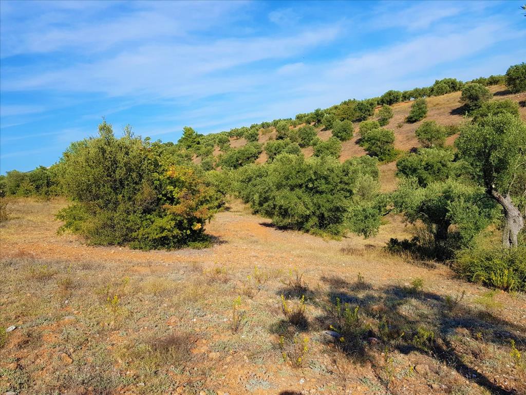 Οικόπεδο 25.000 τ.μ. προς πώληση, Μεταμόρφωση Ορμύλιας
