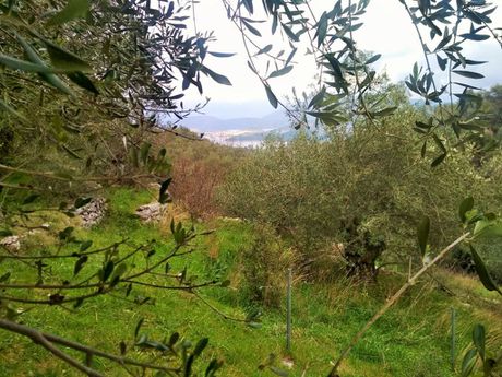 Οικόπεδο 4.363 τ.μ. για πώληση