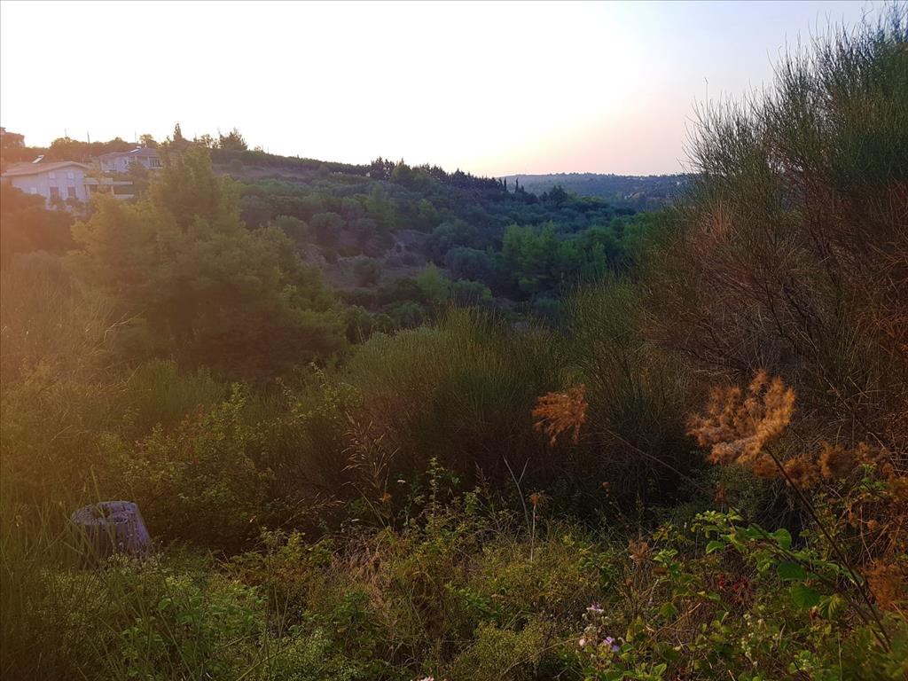 Οικόπεδο 3.350 τ.μ. προς πώληση, Άγιος Νικόλαος Σιθωνίας