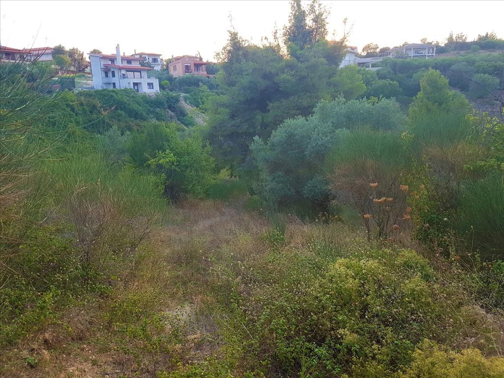 Οικόπεδο 3.350 τ.μ. προς πώληση, Άγιος Νικόλαος Σιθωνίας