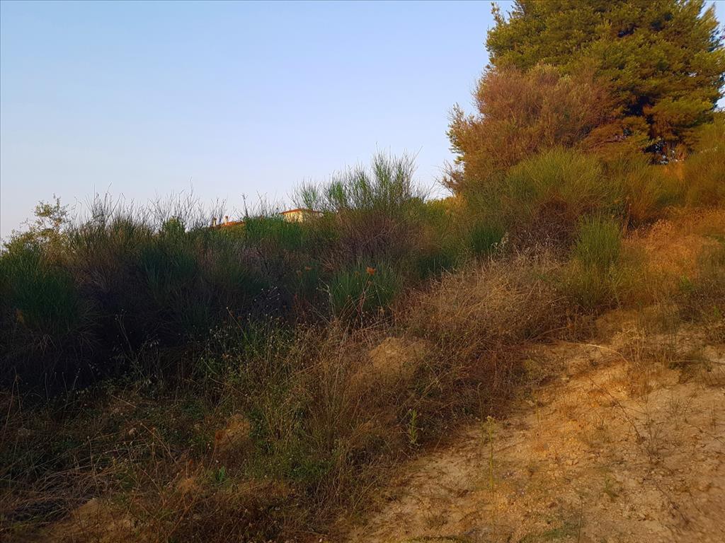 Οικόπεδο 3.350 τ.μ. προς πώληση, Άγιος Νικόλαος Σιθωνίας
